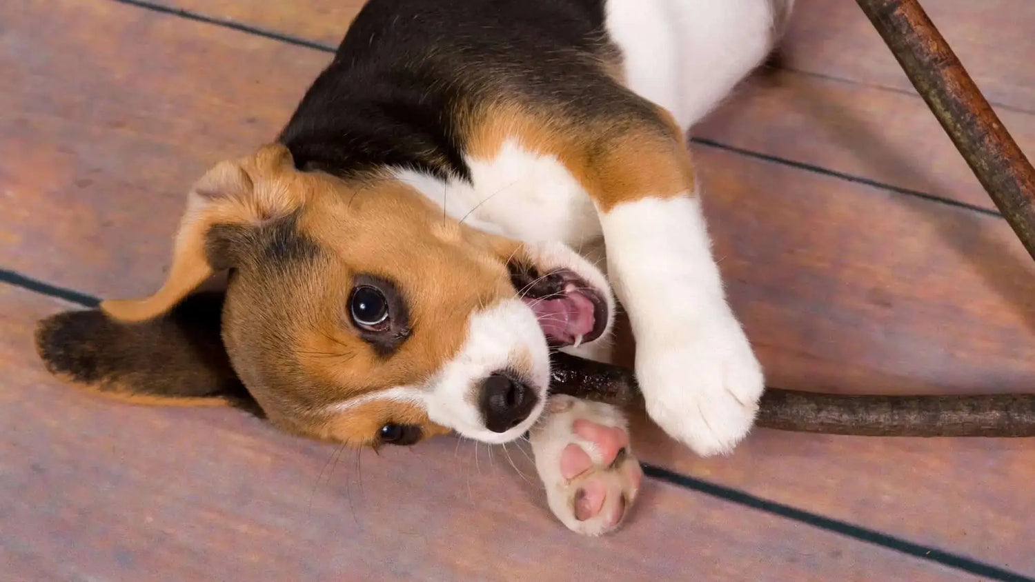 犬の肉球が赤い