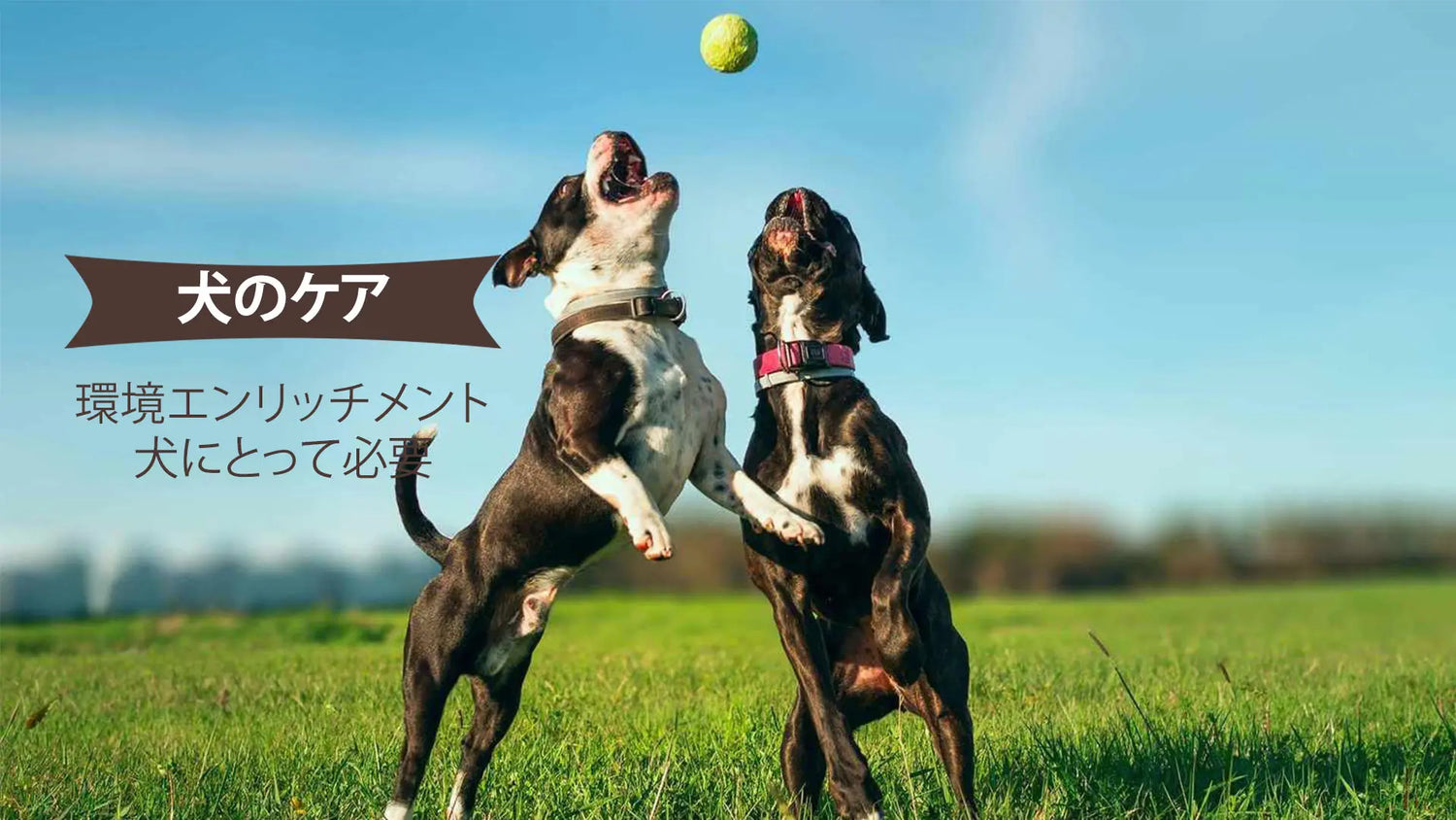 犬の環境エンリッチメント