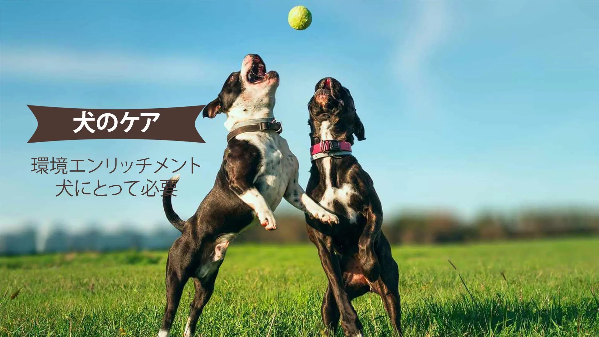 犬の環境エンリッチメント