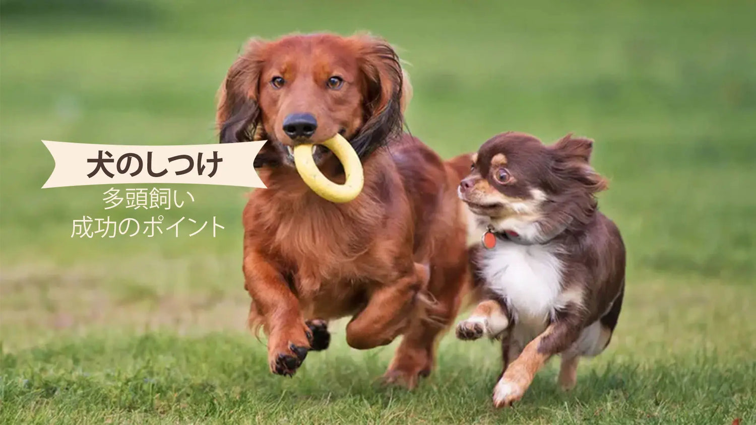 犬の多頭飼い
