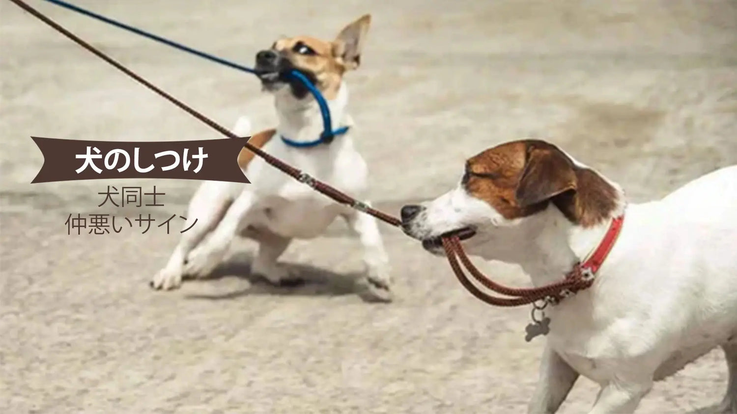 犬同士仲悪いサイン