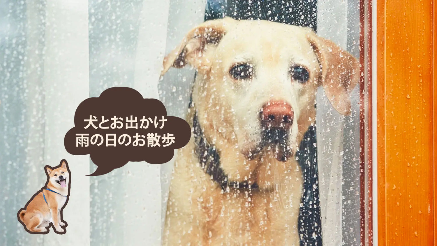 雨の日の犬の散歩