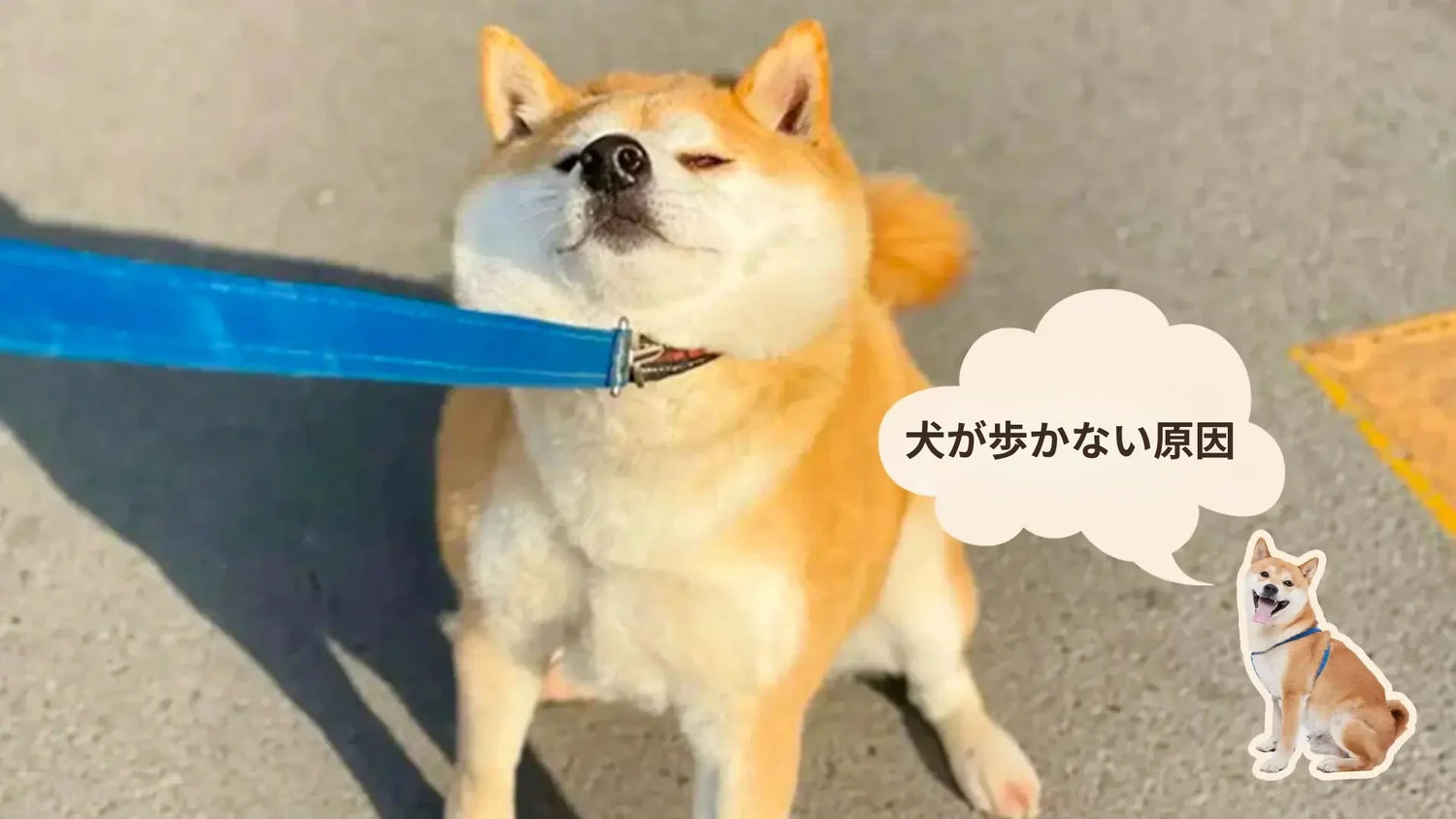 犬が歩かない様子