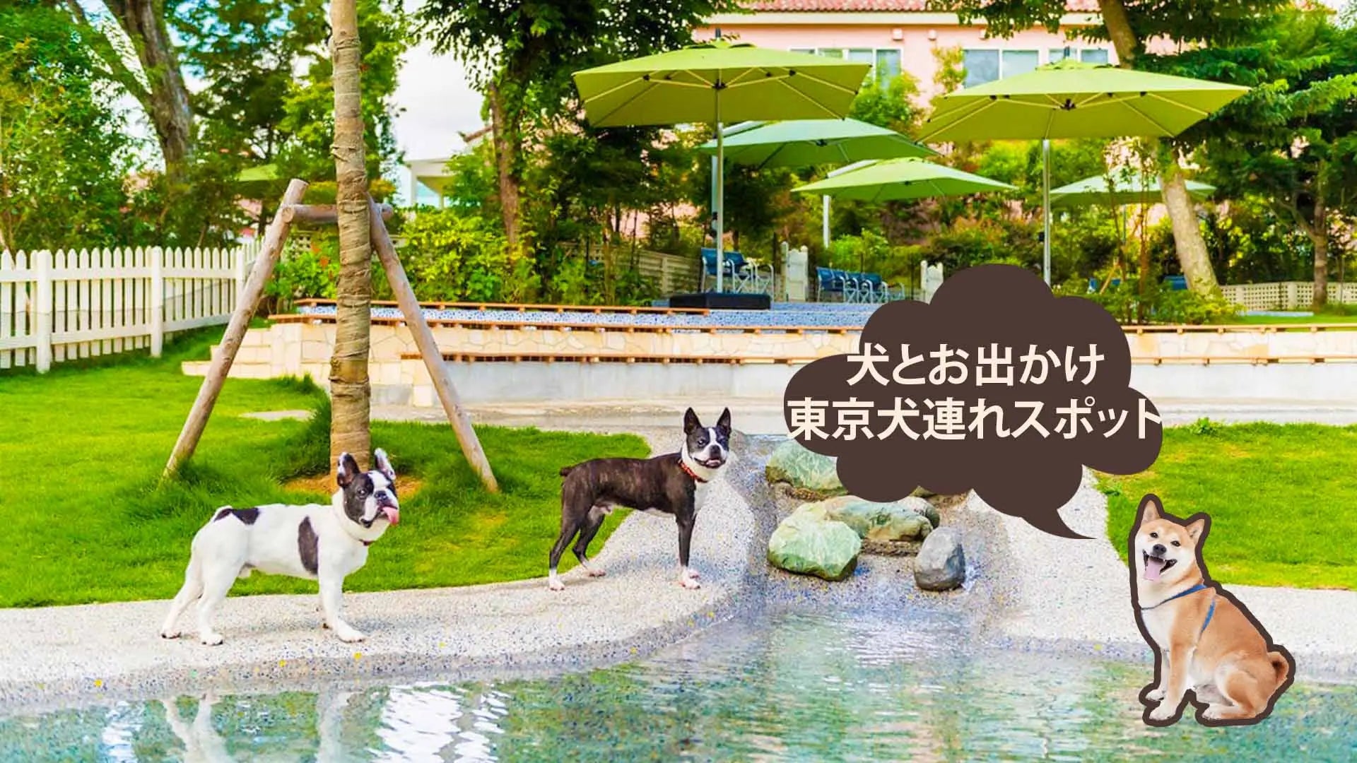 夏 犬 お出かけ 涼しい 関東