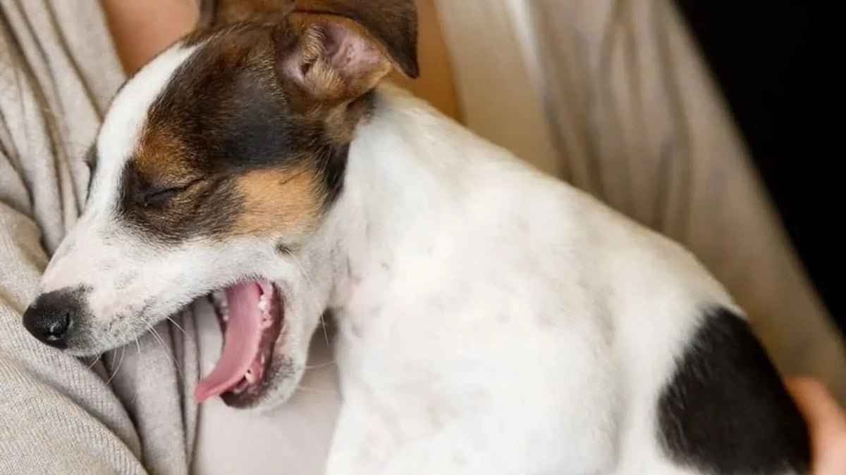 犬風邪の症状と見分け方は？咳や鼻水の原因と受診目安・治療費を徹底解説(00)
