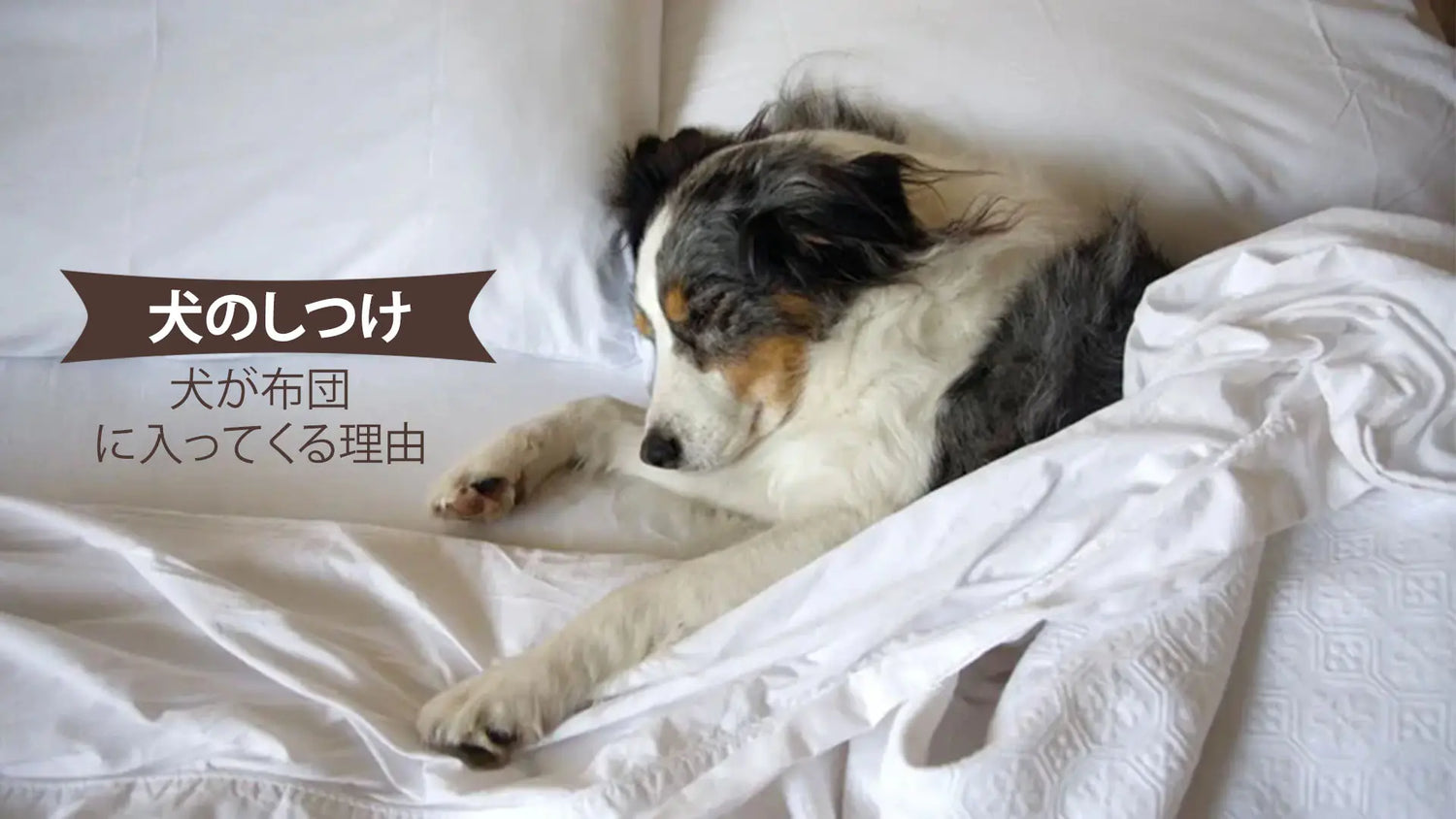 犬が布団に入ってくる