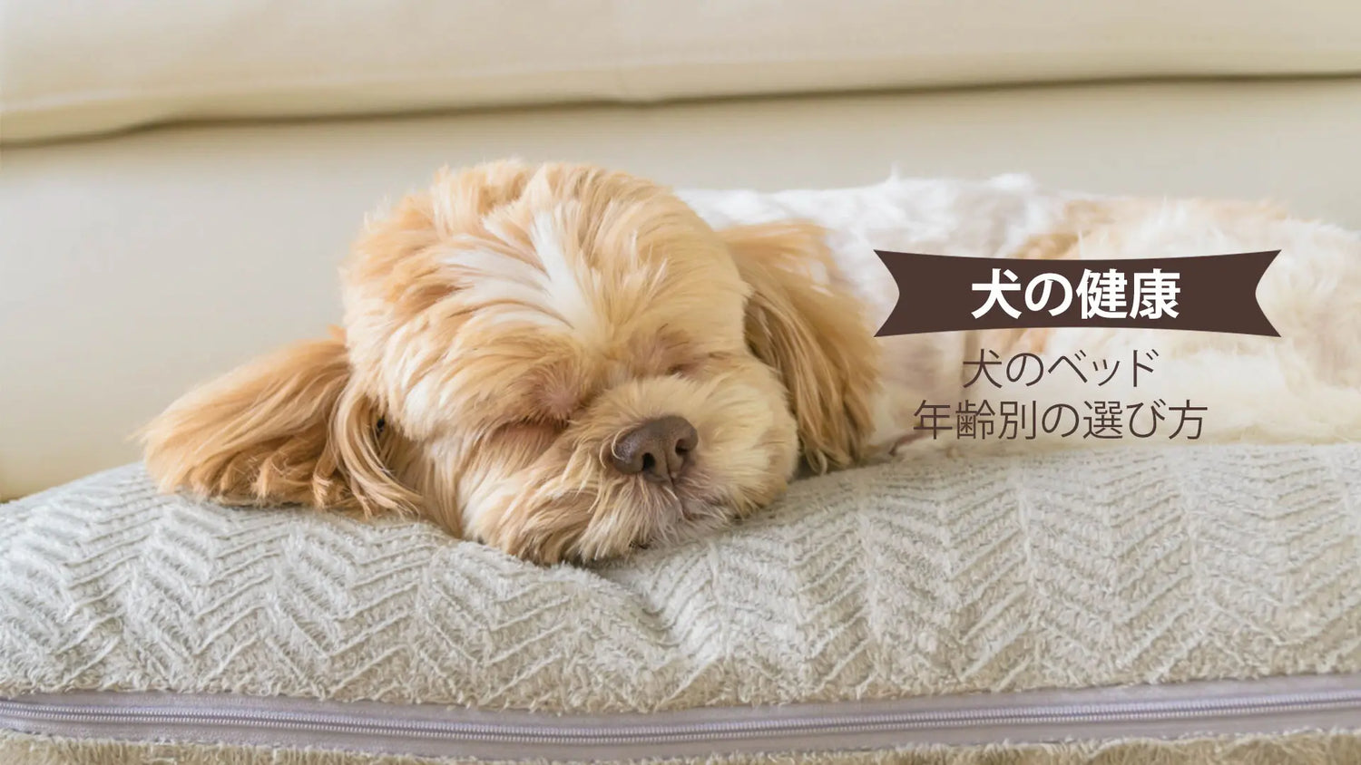 犬の年齢別に最適なベッド