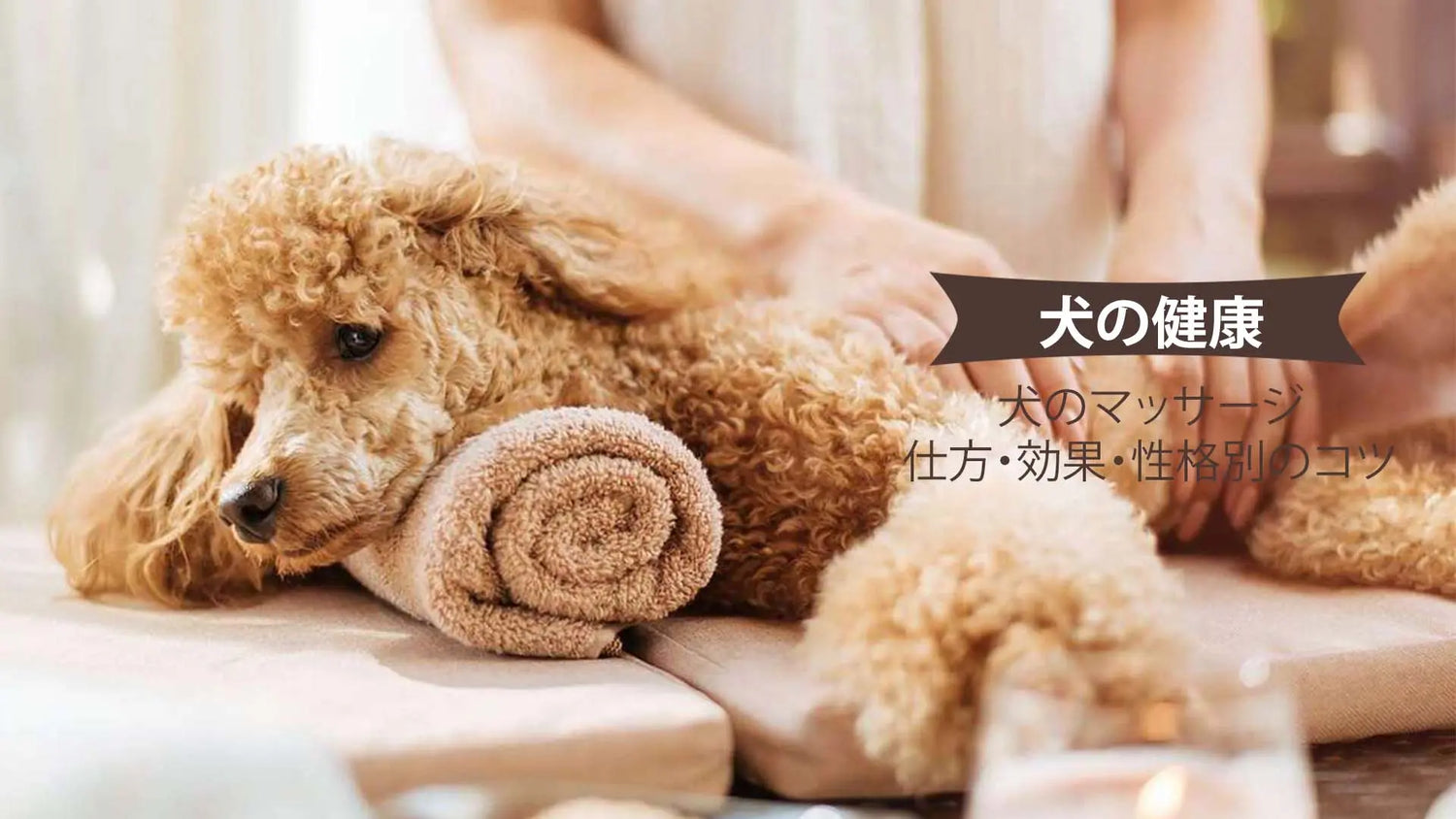 犬が喜ぶマッサージのやり方