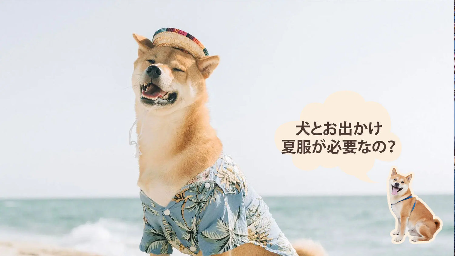 犬の夏服