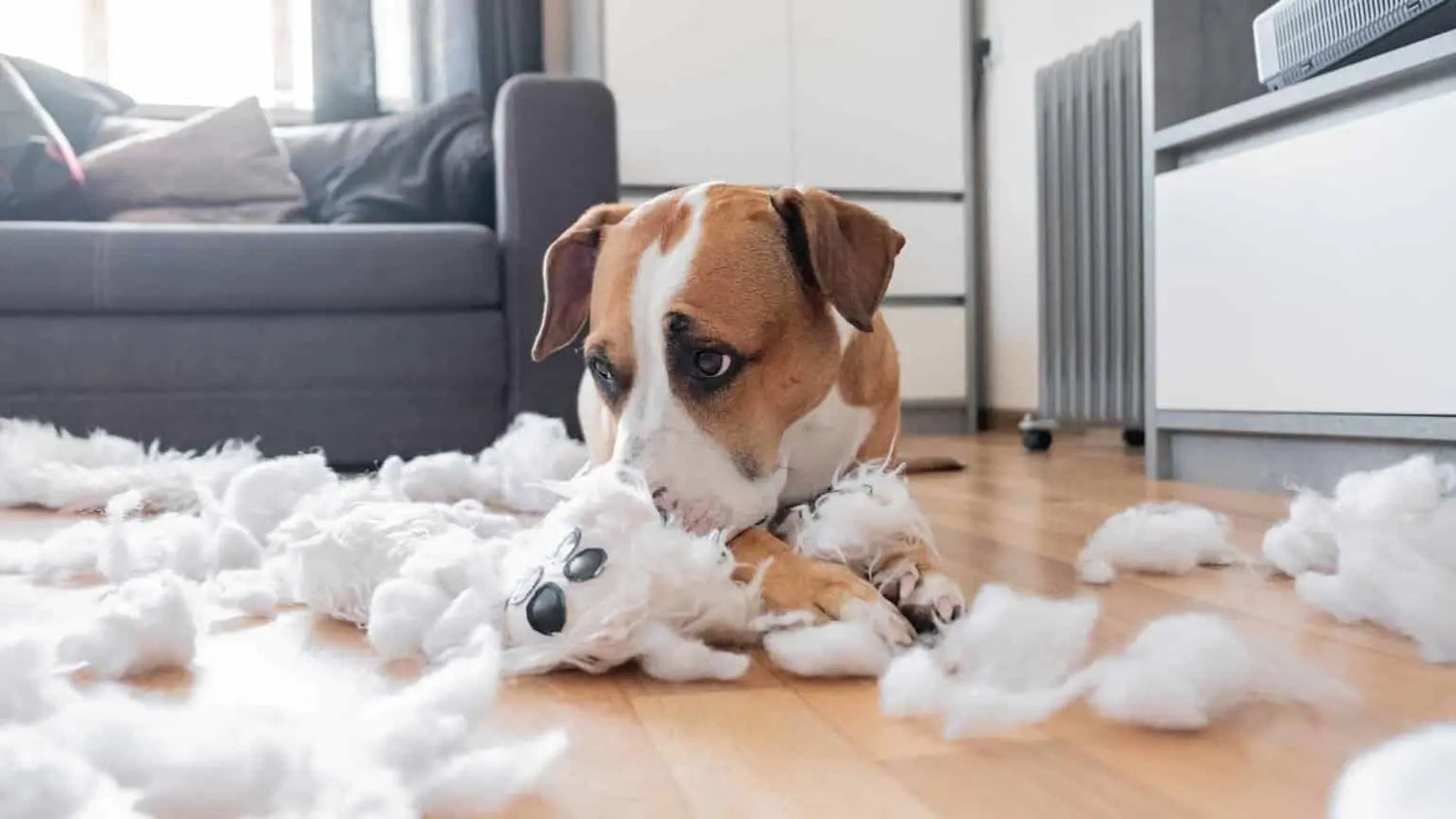 犬の分離不安症