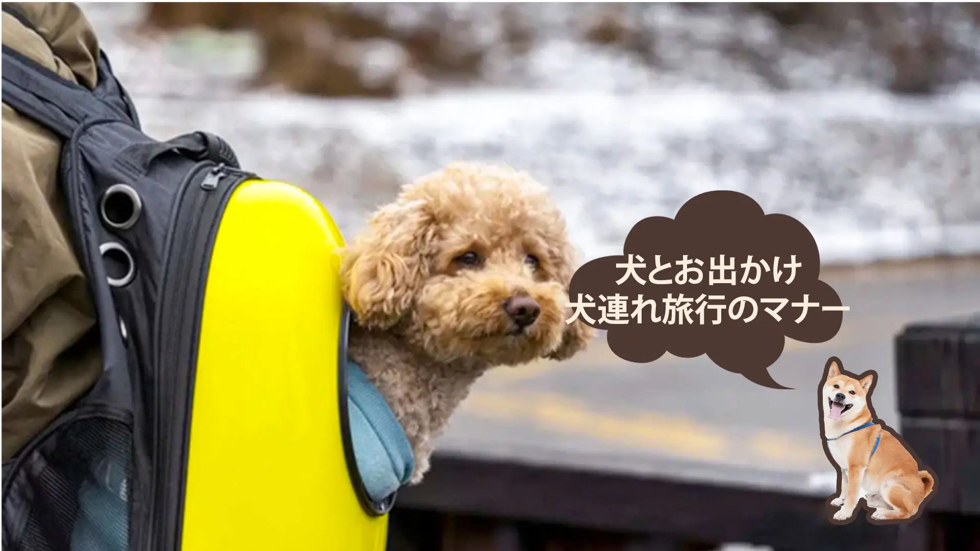 犬連れ旅行で気をつけたいマナー