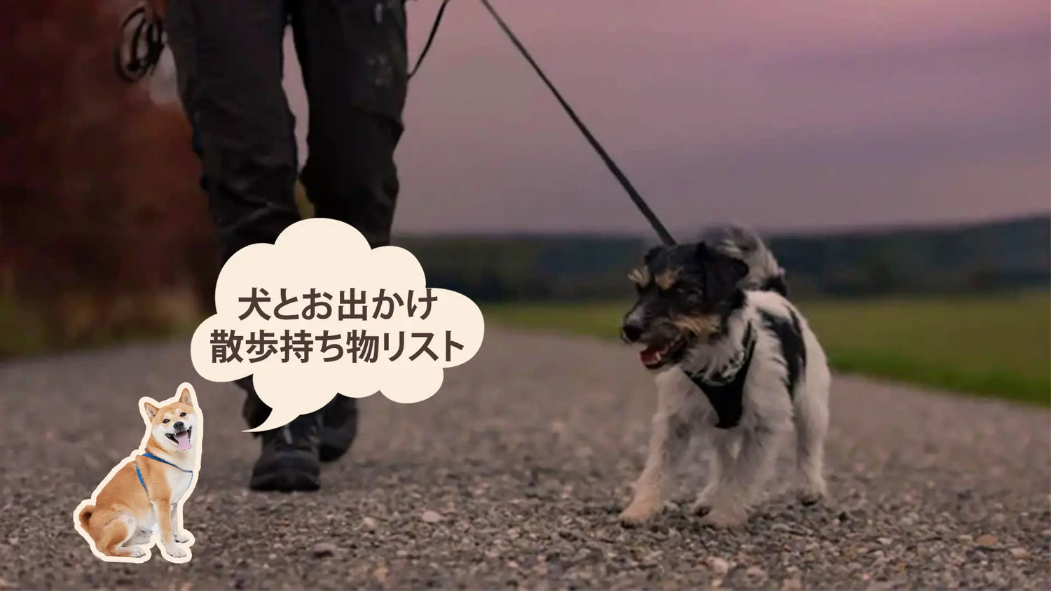 犬の散歩の時間帯