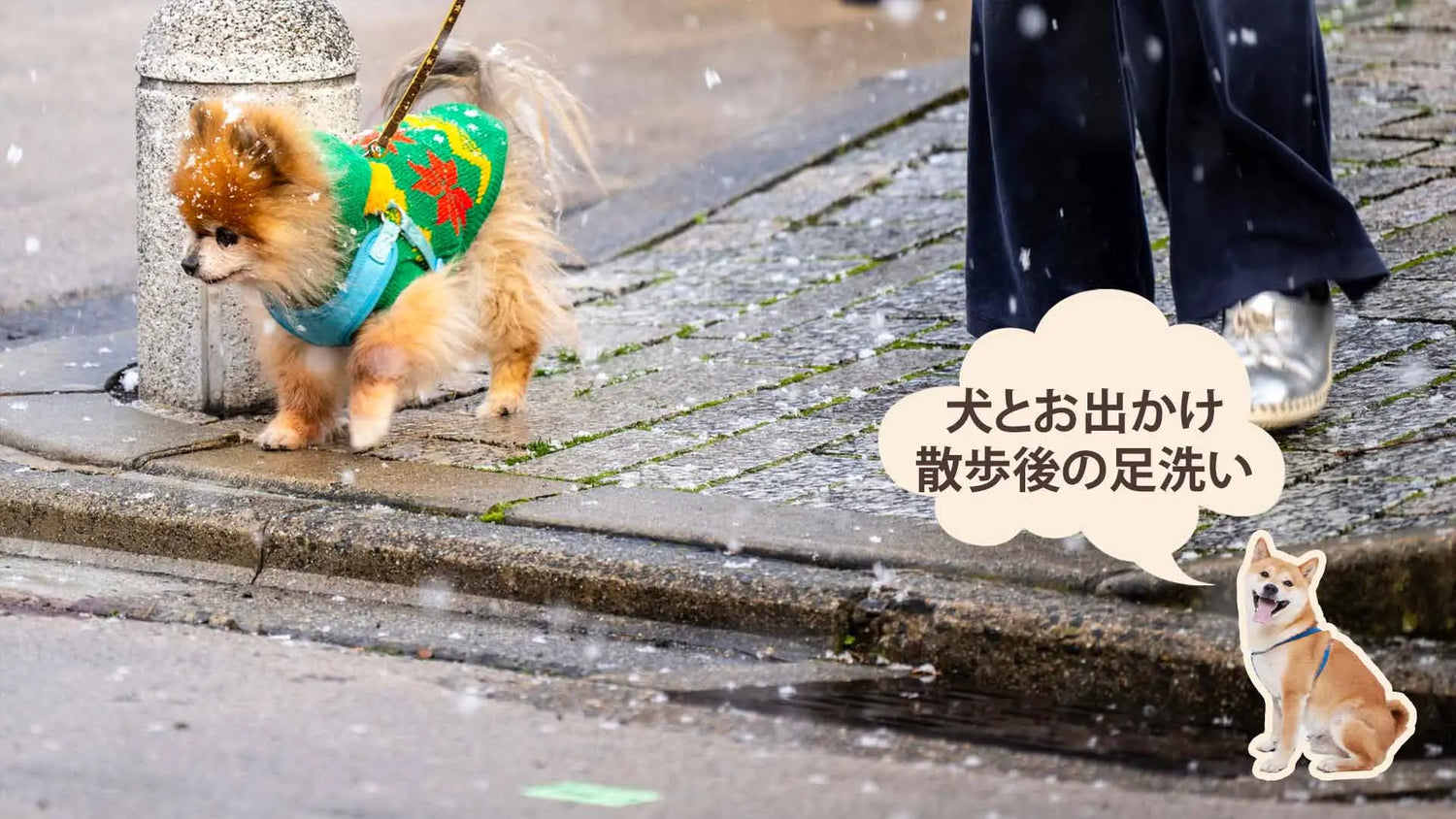 チワワ犬と散歩する様子