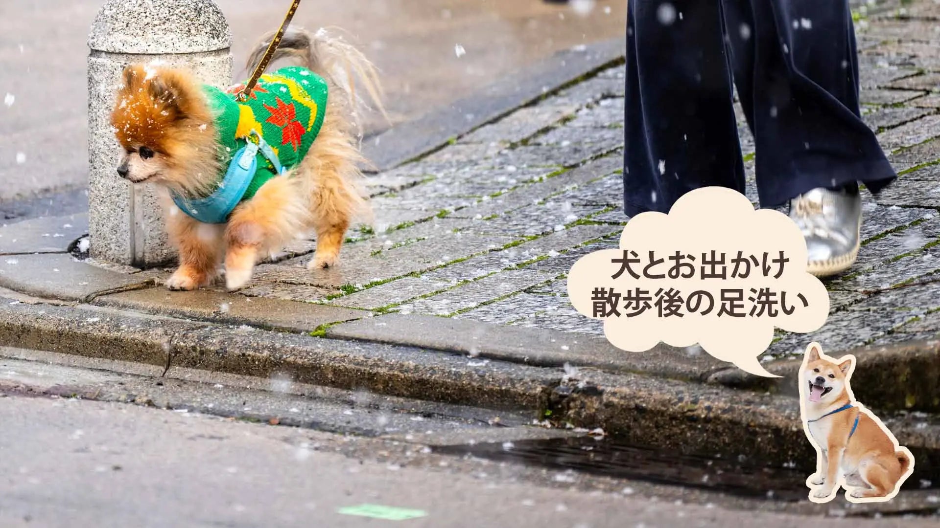 チワワ犬と散歩する様子