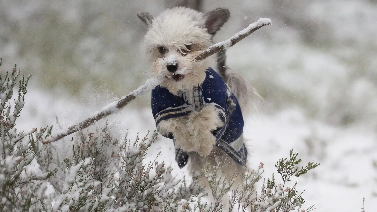 犬は寒さに強い
