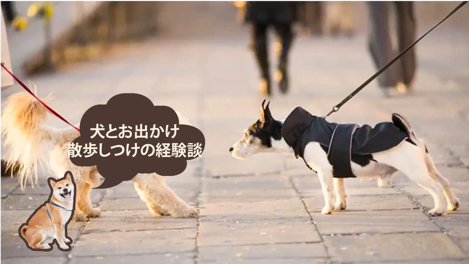 犬の散歩しつけの経験談:拾い食い・引っ張りなど問題行動を解決する方法|PETTENA