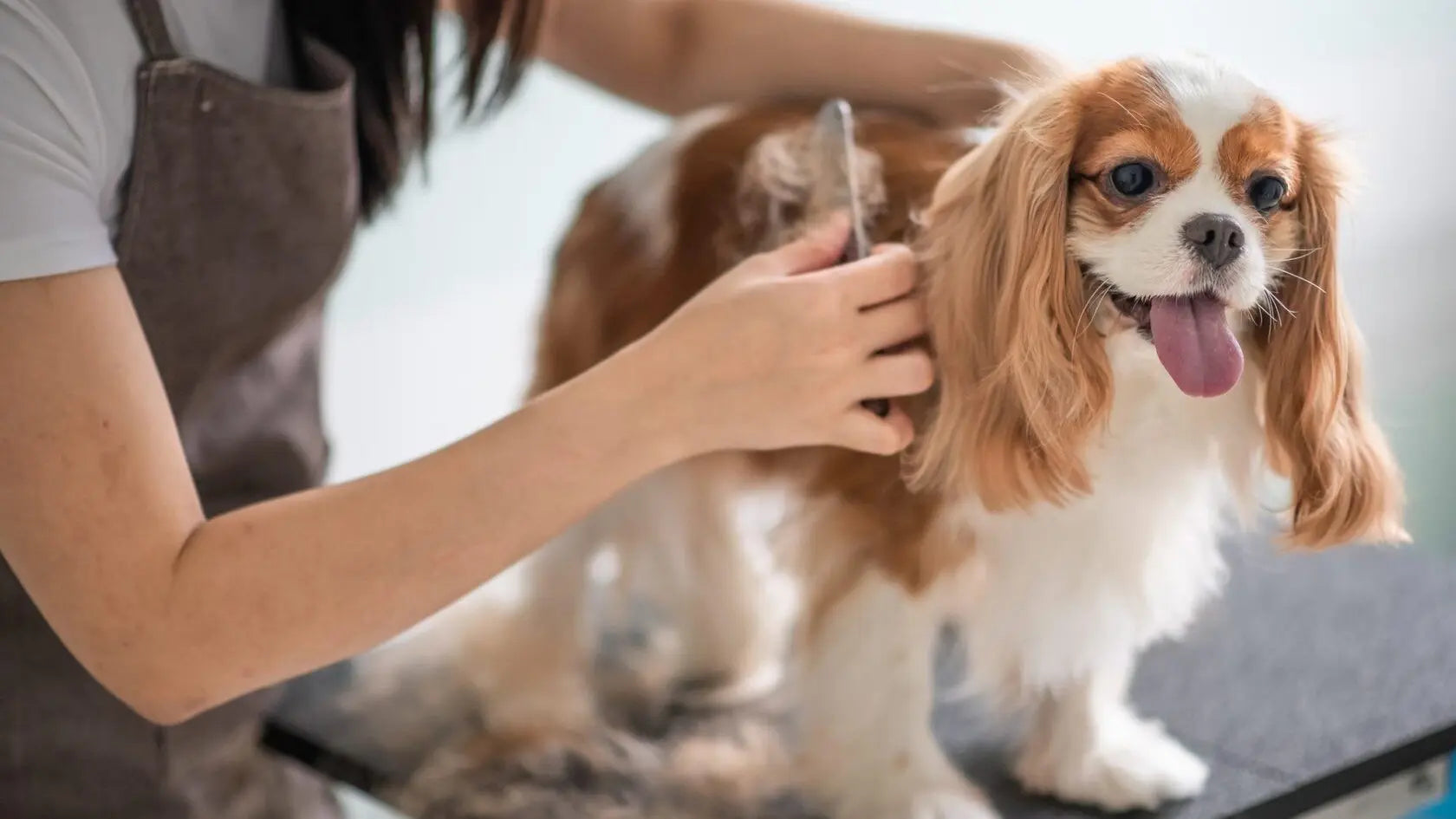 犬のグルーミング