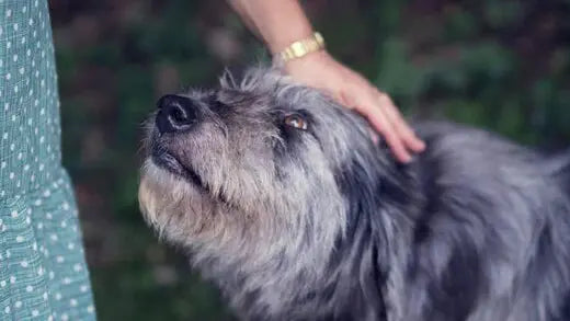 老犬散歩