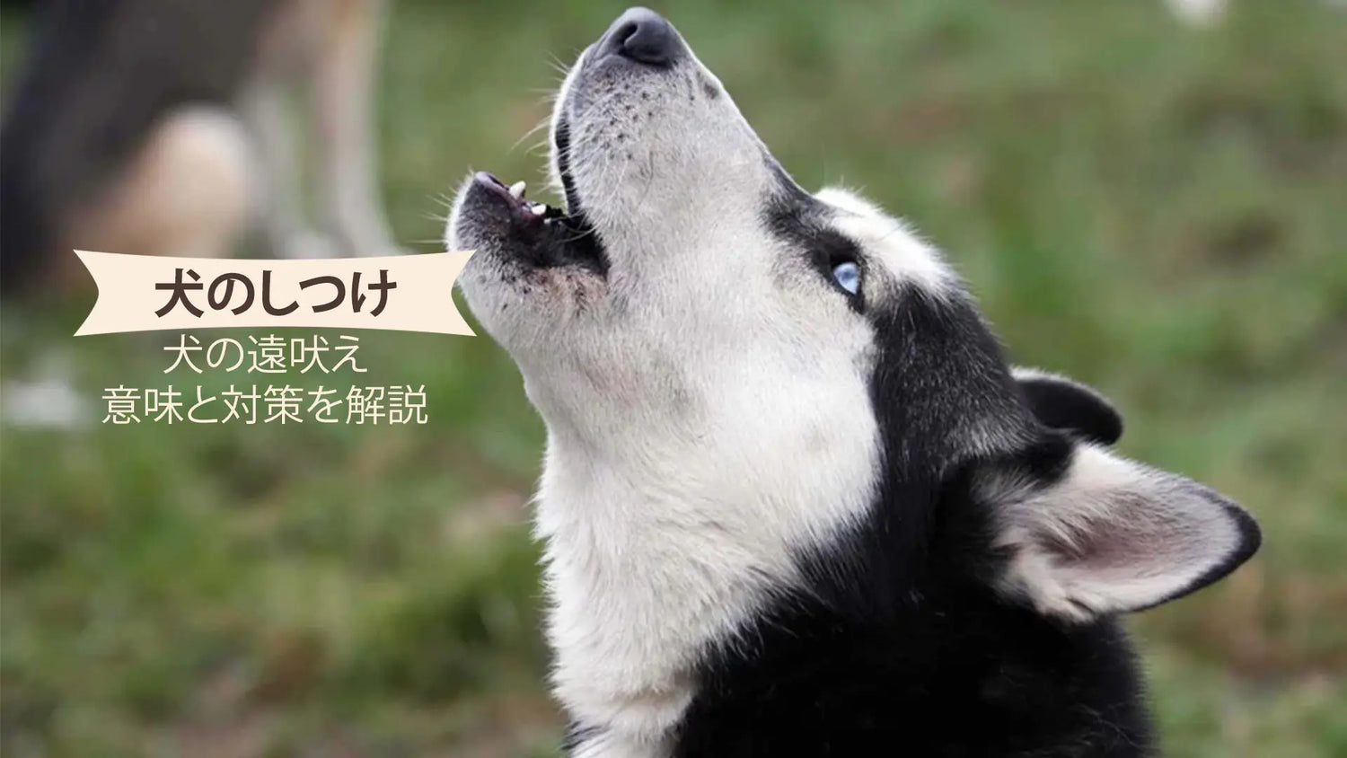 犬の遠吠え