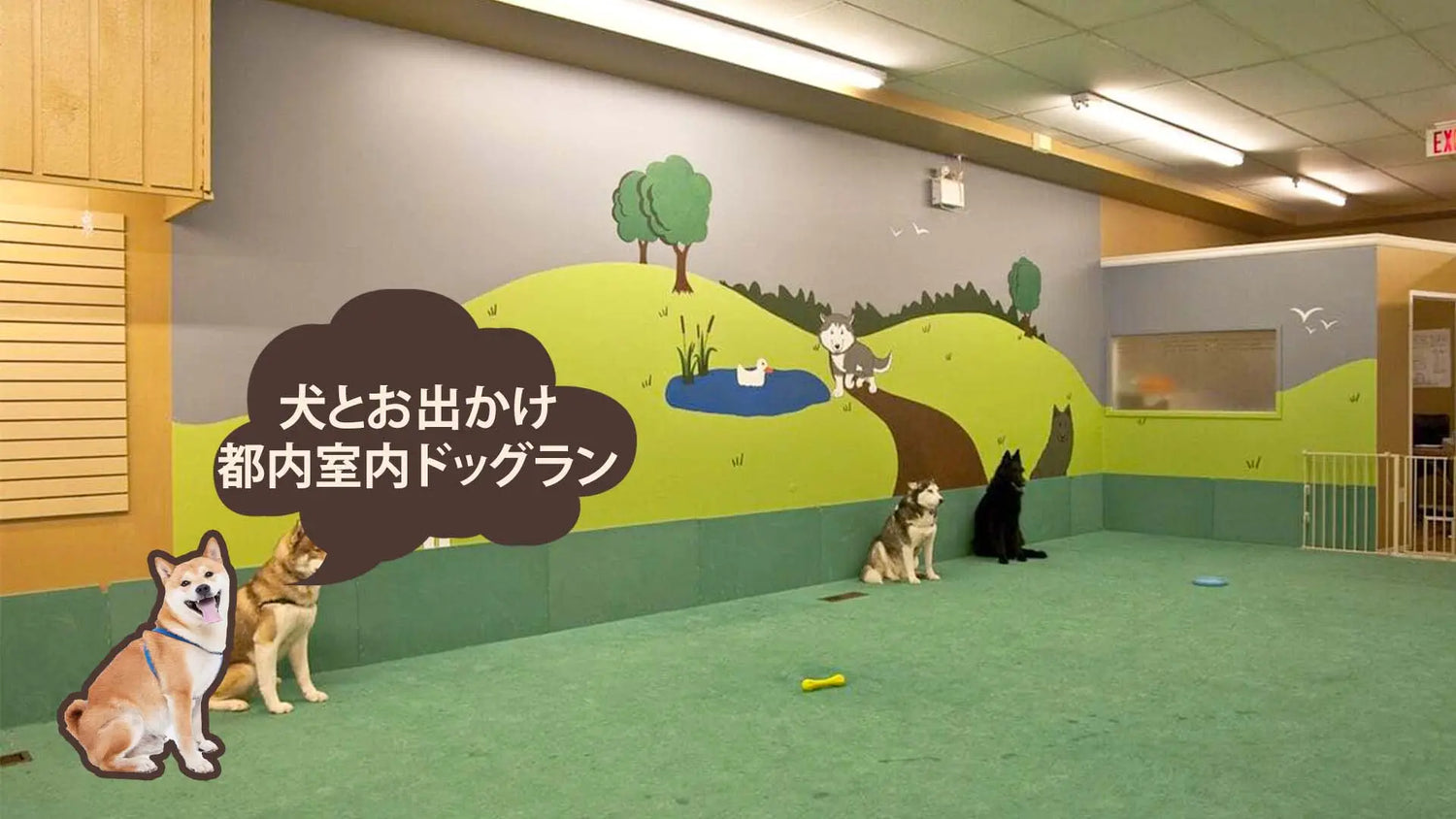 都内の室内ドッグラン3選!雨の日も暑い日も安心!SNS映えスポットあり|PETTENA