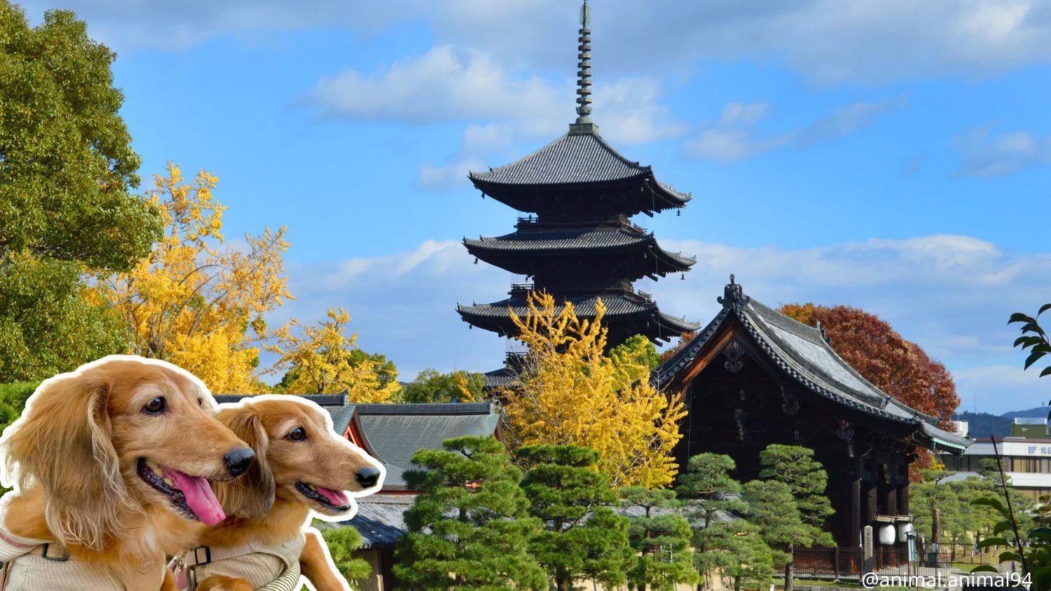 犬連れで行ける神社