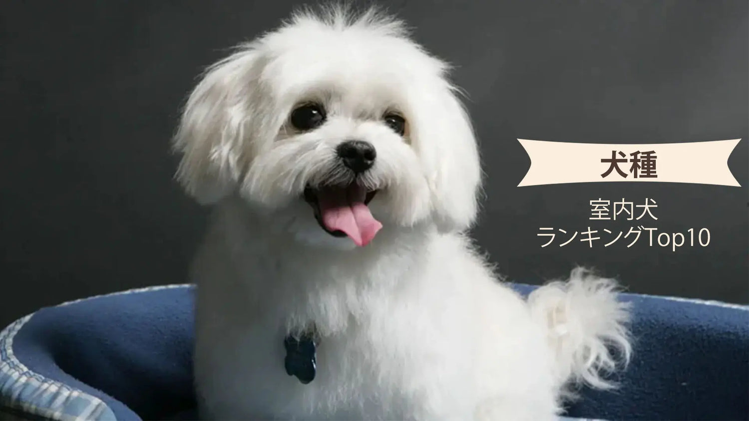 室内で飼いやすい犬