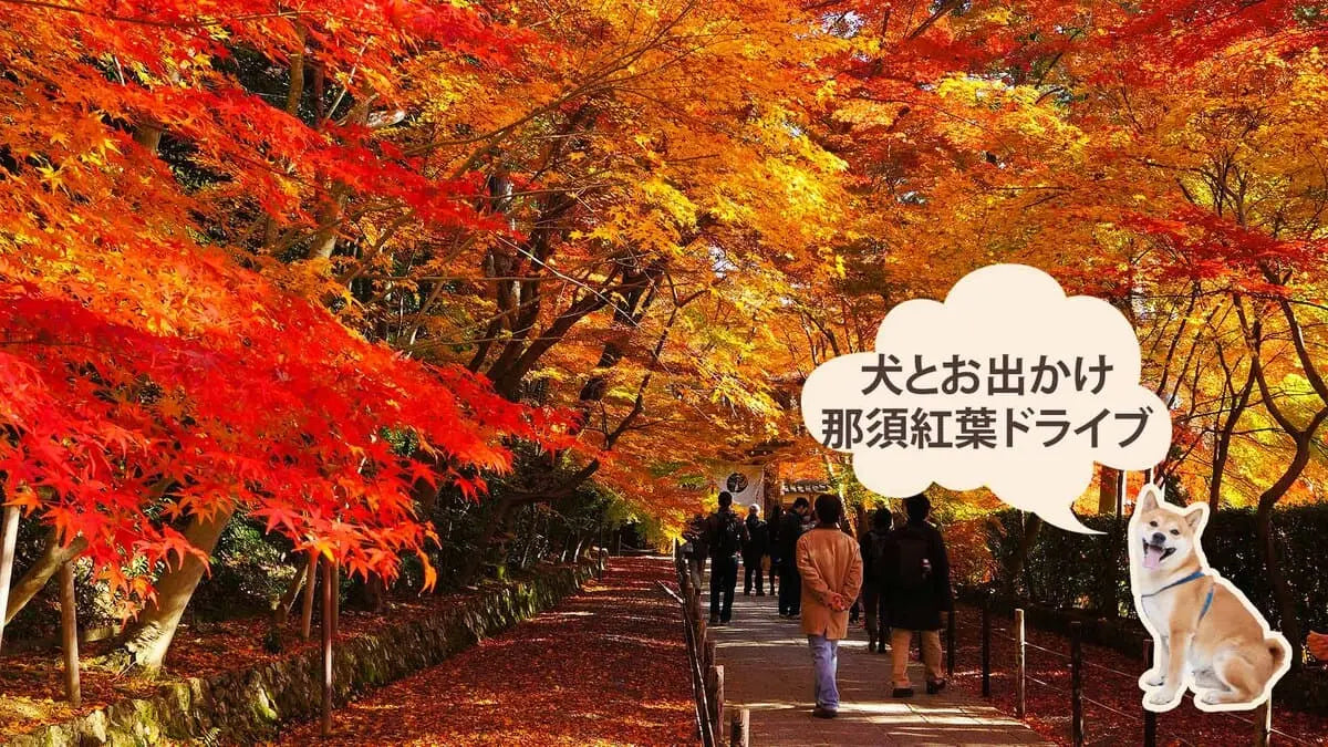 愛犬と那須紅葉ドライブ