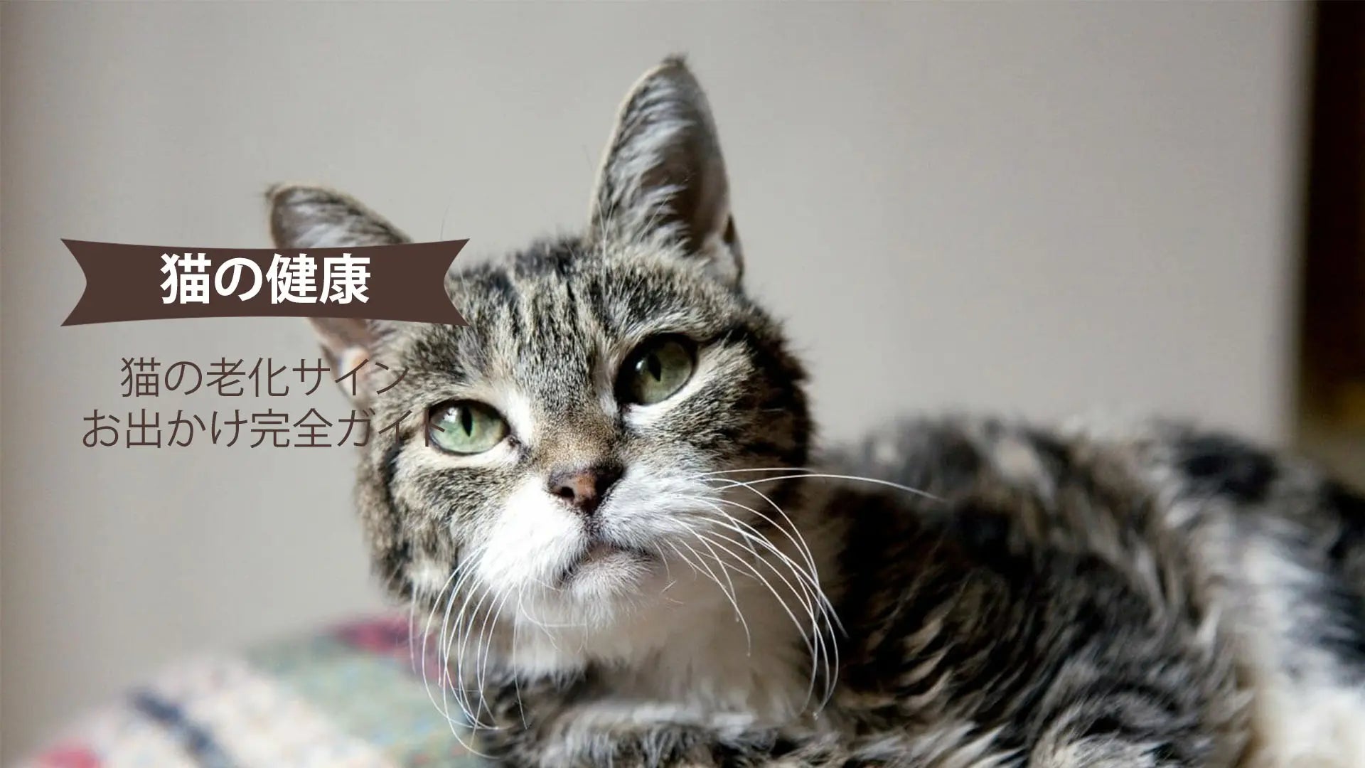 シニア猫の老化サイン