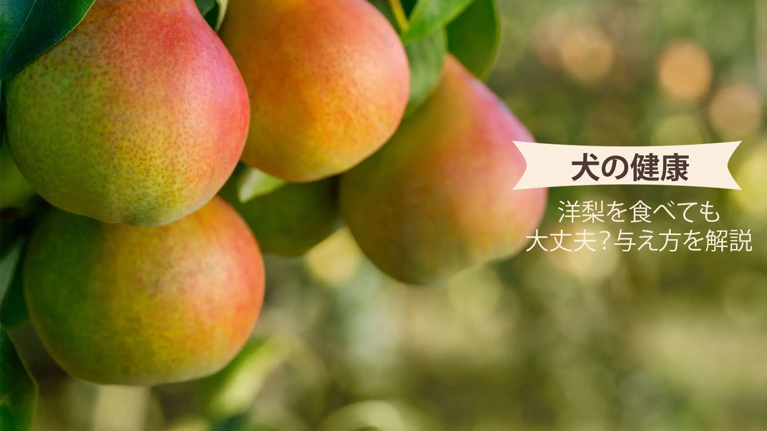 犬は洋梨に与える