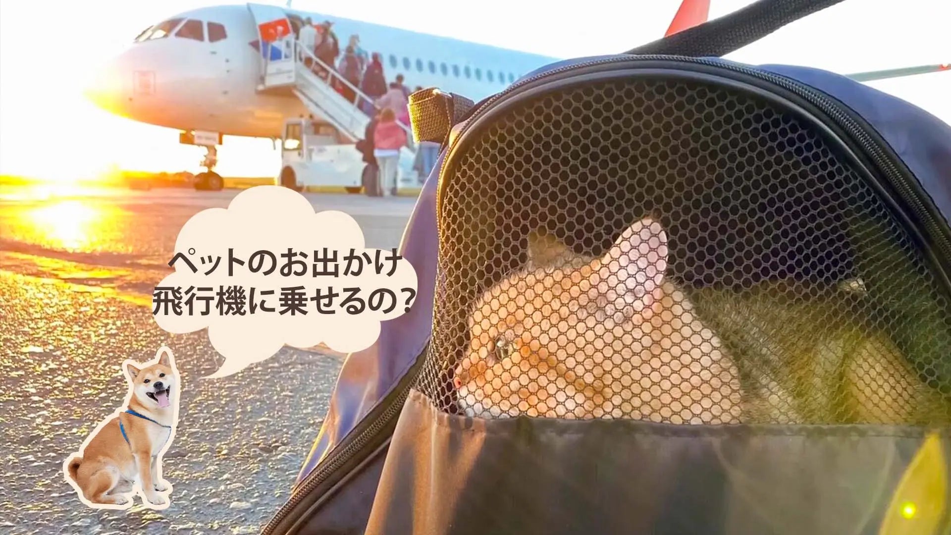 愛犬を飛行機に乗せても大丈夫？料金・危険犬種・リスクを徹底解説 