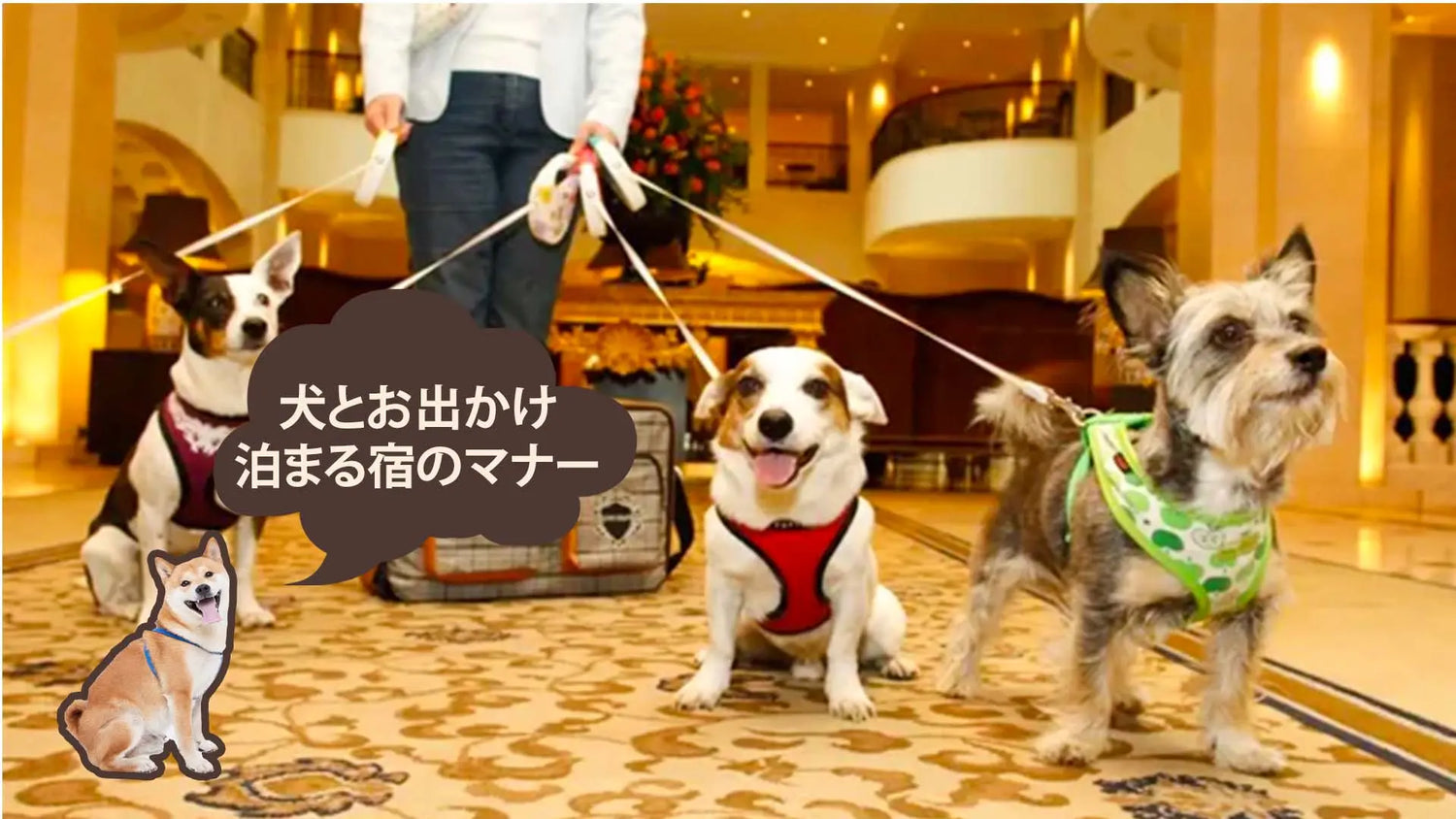 ペットと泊まれる宿のマナー