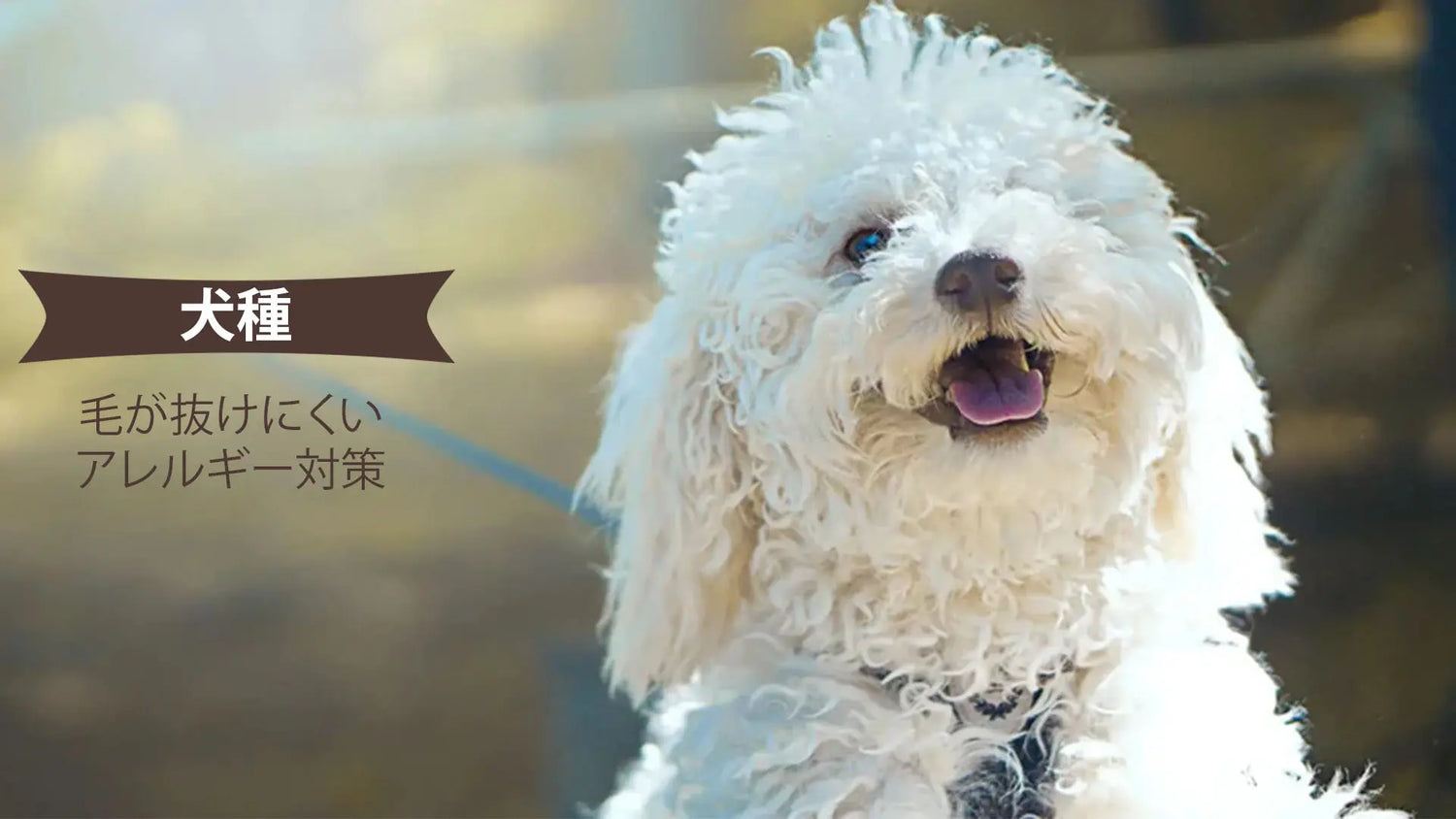 毛が抜けにくい犬