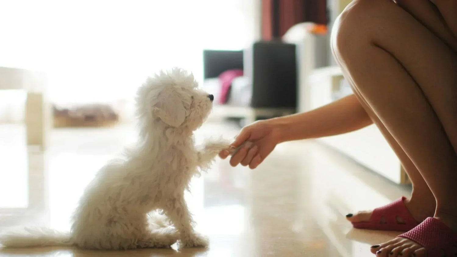 飼い主の「お座り」の指示に従う子犬の様子