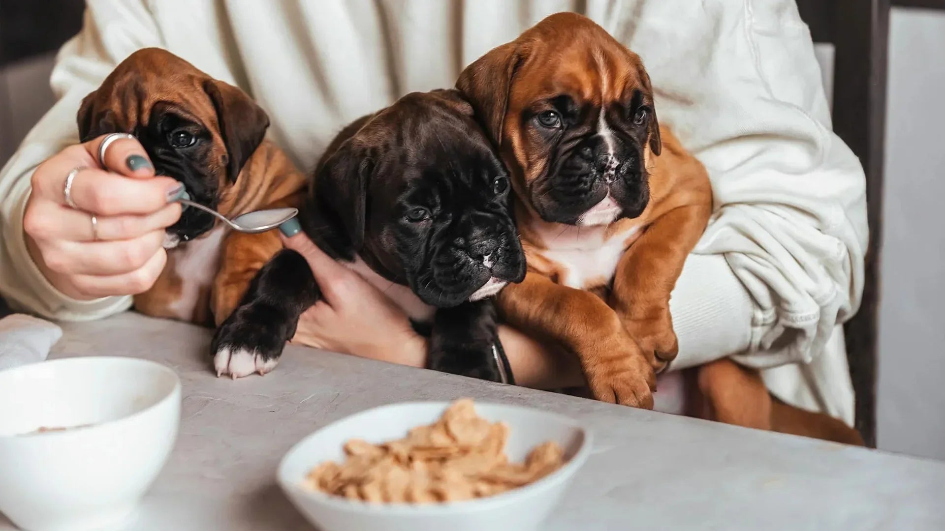 【子犬のフード選び】パピーたちがドッグフードを食べている様子
