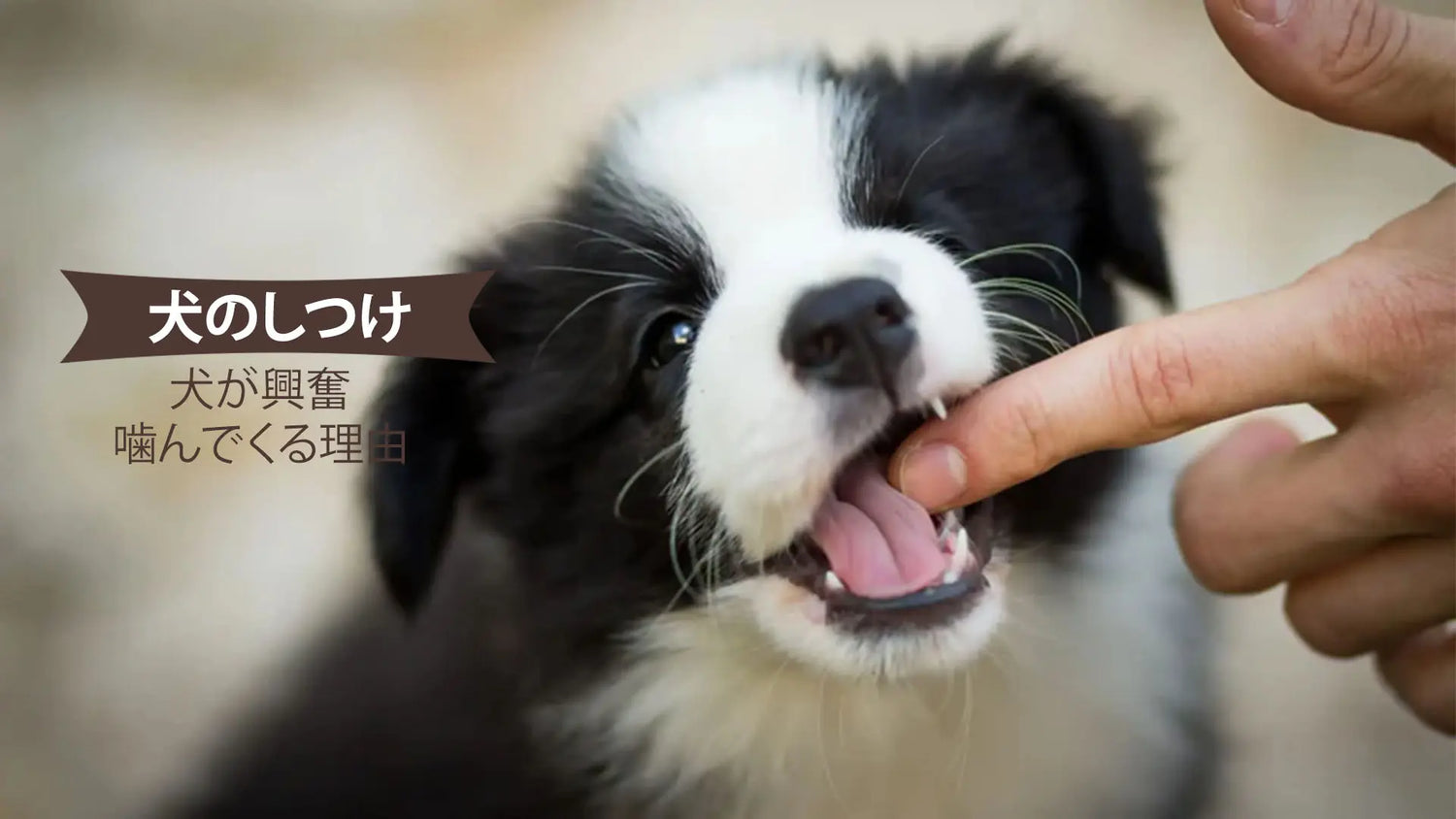 犬が興奮して噛んでくる