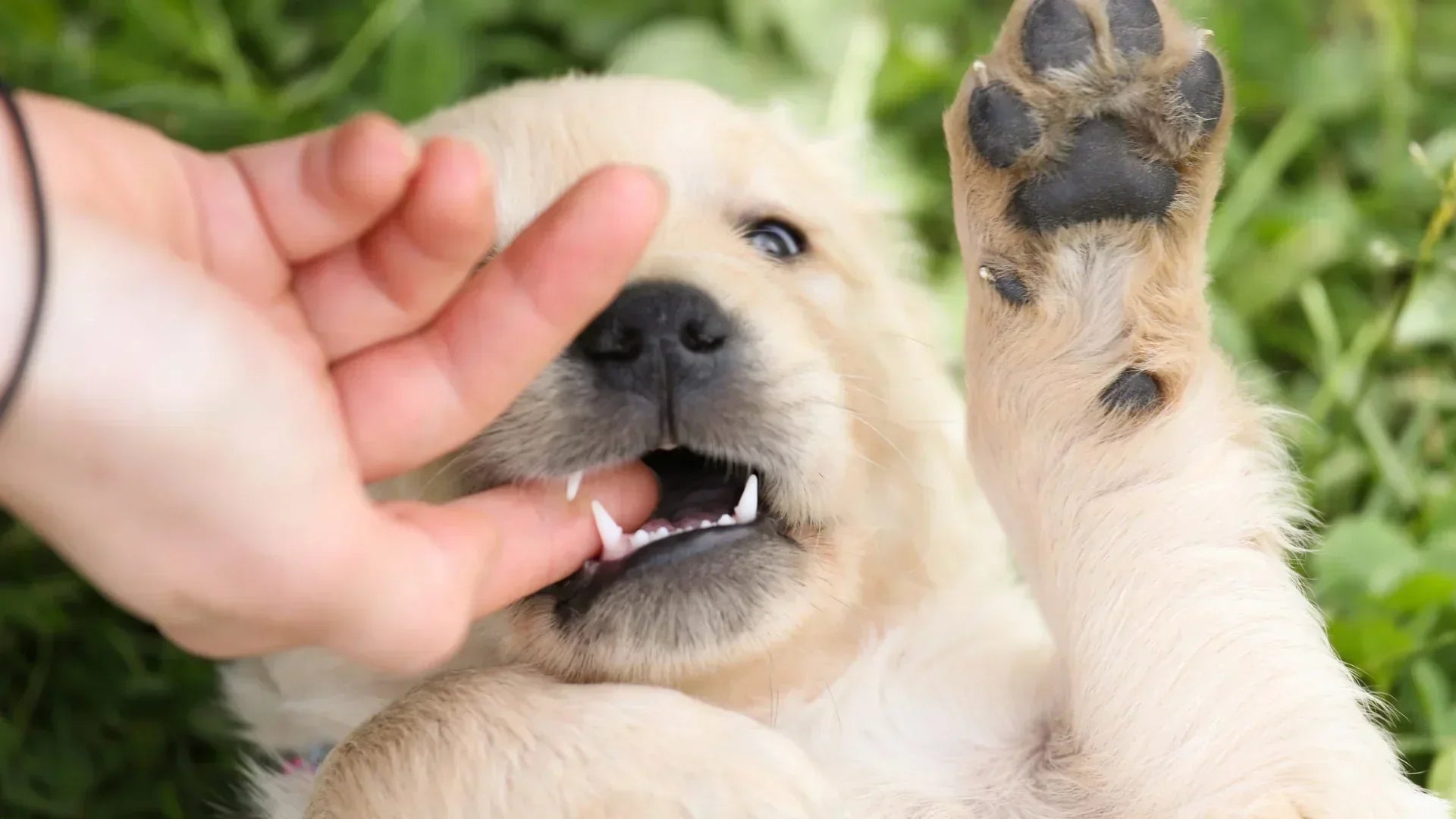 子犬が手を噛む