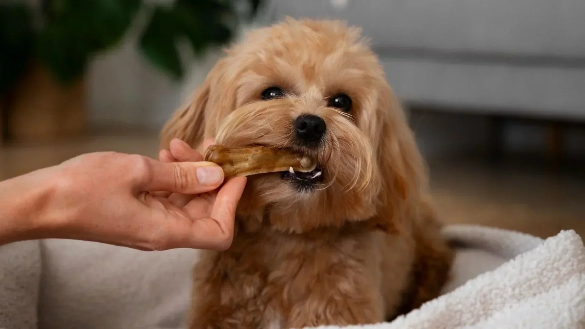 子犬が美味しそうにおやつを食べている表情