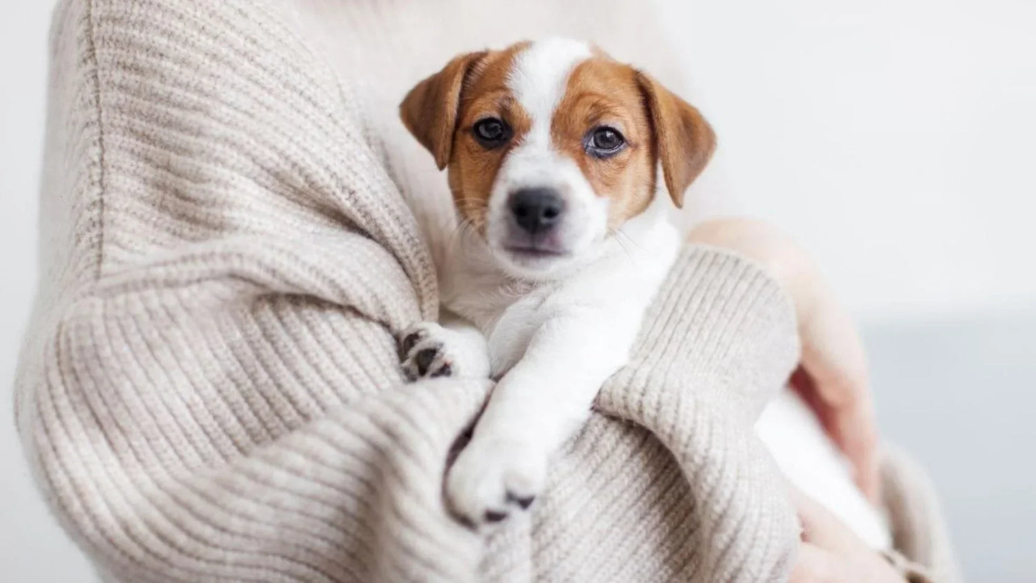 抱っこが好きな犬の幸せそうな表情