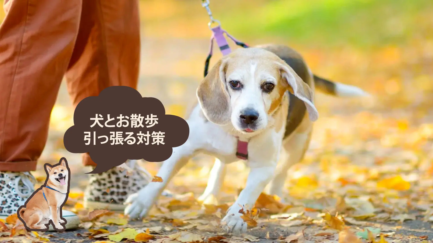 犬の散歩で引っ張る