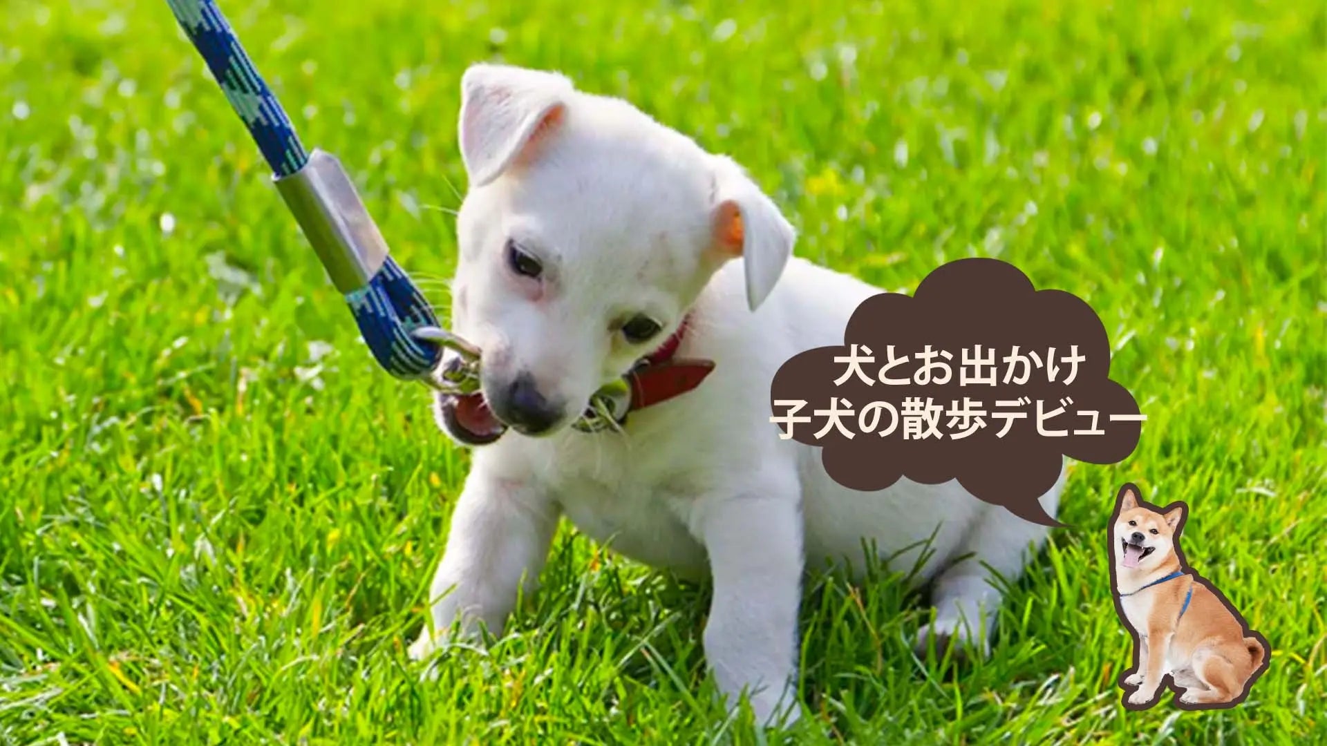 子犬が遊んでながら散歩する写真