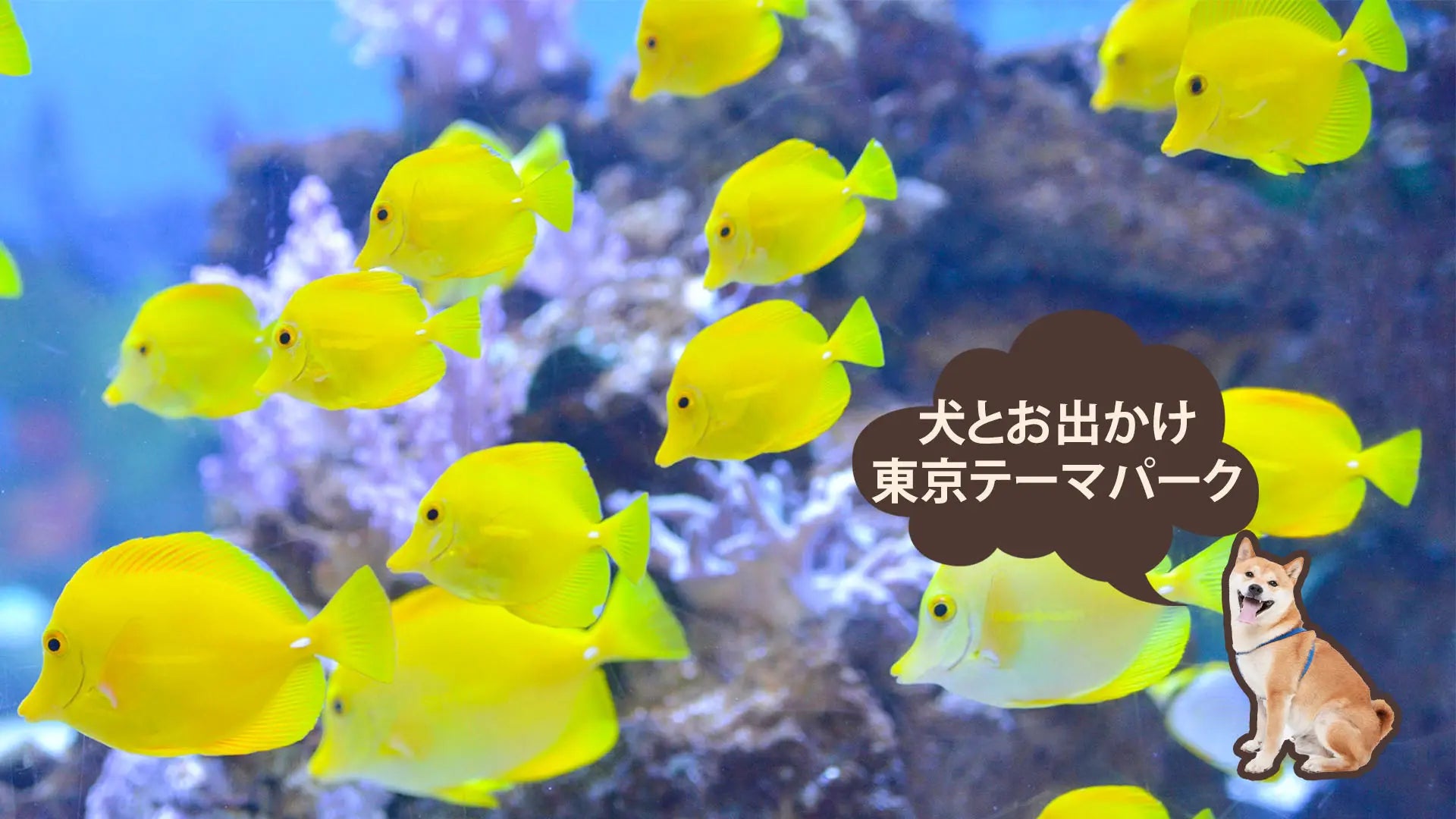 東京で犬と遊べるおすすめテーマパーク【犬とお出かけスポット】|PETTENA