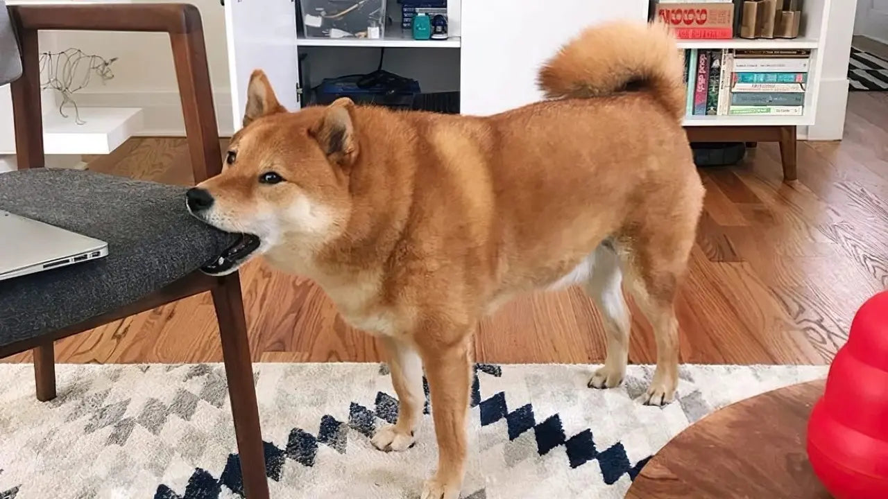 犬のストレスサイン