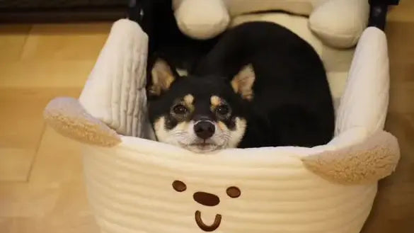 キャリーコットで休んでる豆柴