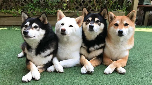 犬同士が仲良しのサイン10選!仲が悪い犬の行動と仲良くさせる方法も解説|PETTENA