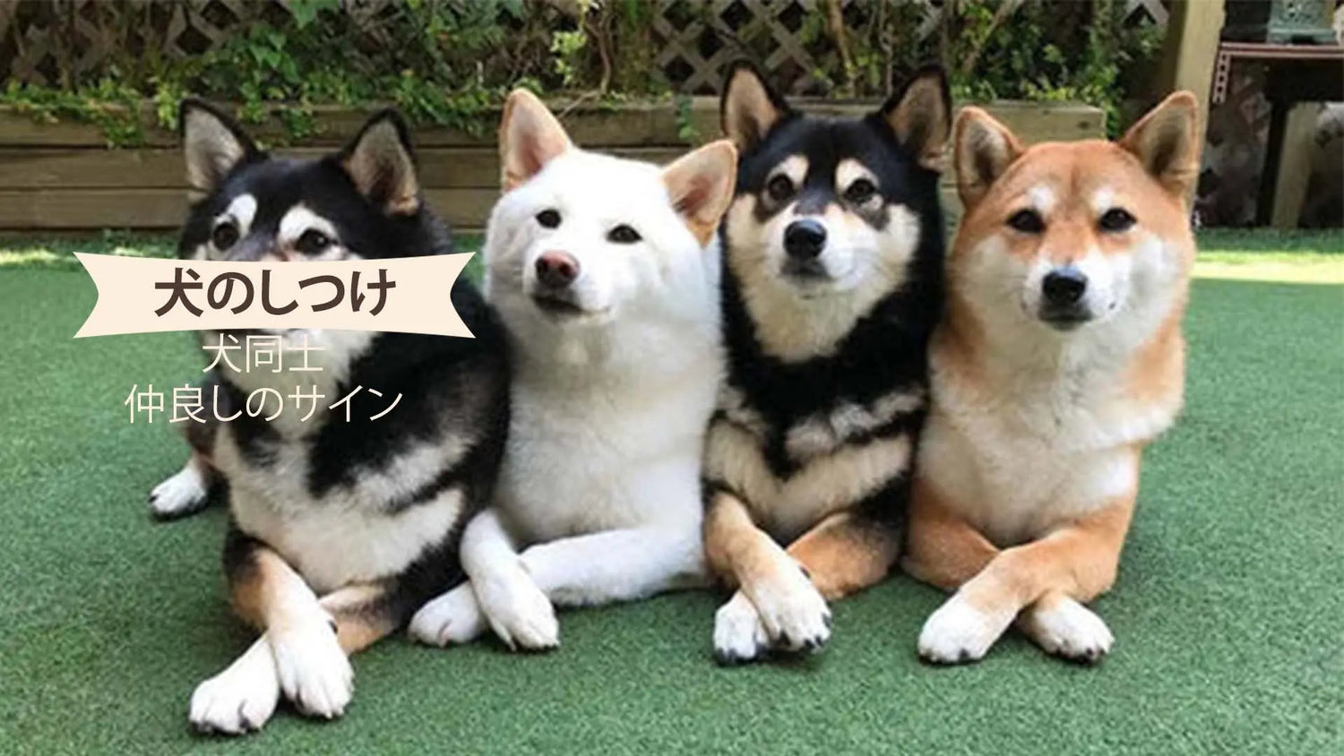 犬同士が仲良しのサイン