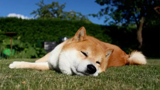 変な格好で寝ている犬。首が曲がった姿勢では気道が圧迫され、いびきをかきやすくなります。