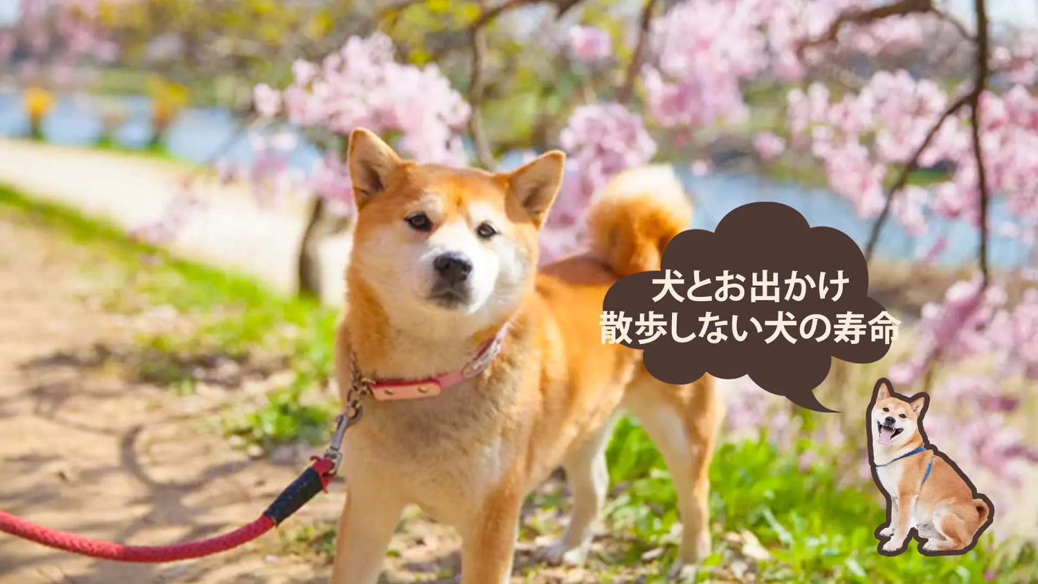 散歩しない犬の寿命