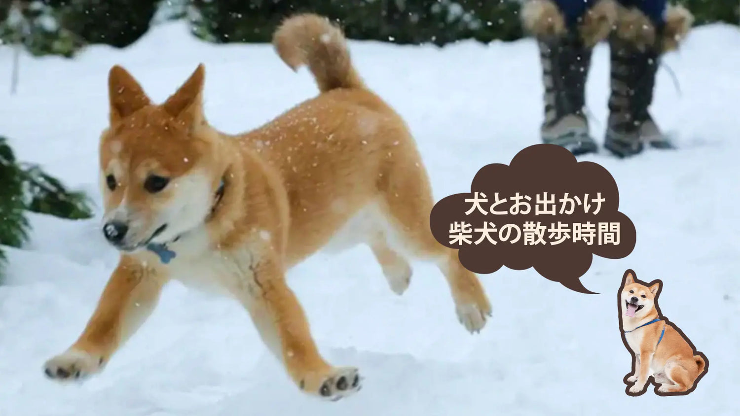 柴犬の散歩