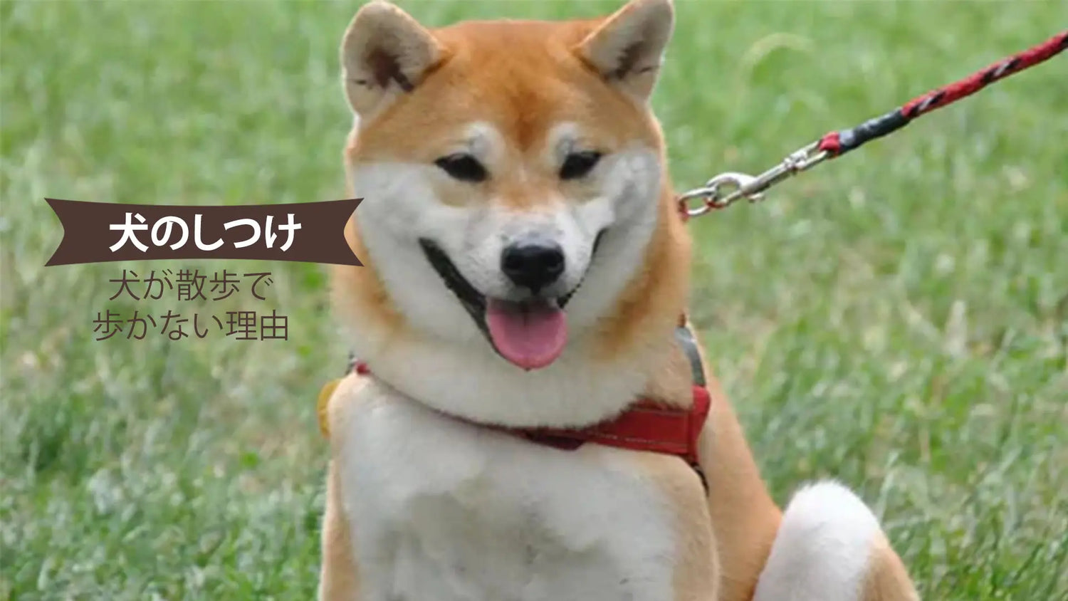 犬が散歩で歩かない