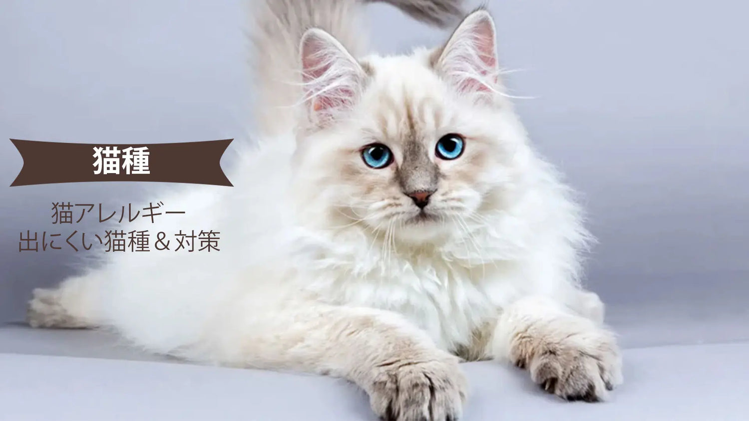 猫アレルギーでも飼える猫